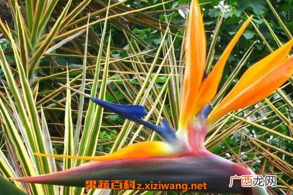 鹤望兰什么时候开花 鹤望兰怎么修剪