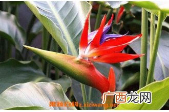 鹤望兰什么时候开花 鹤望兰怎么修剪