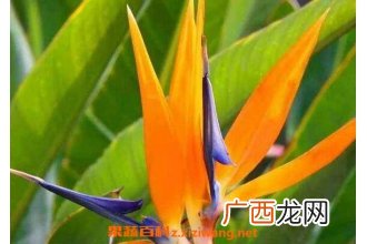 鹤望兰如何养 鹤望兰的养殖方法和注意事项