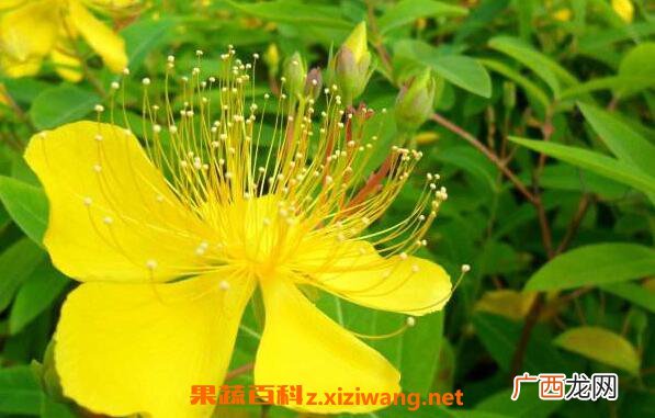 金丝梅和金丝桃的区别
