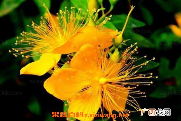 金丝梅和金丝桃的区别