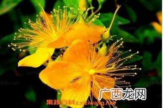金丝梅和金丝桃的区别