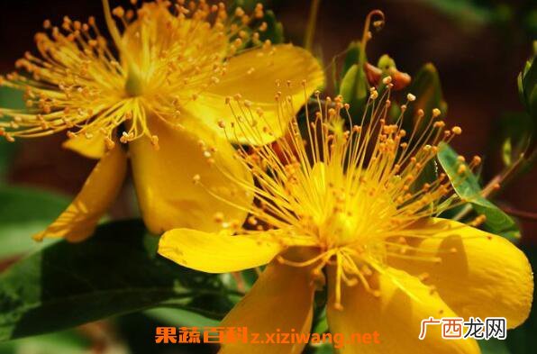 金丝梅的功效与作用 金丝梅的腌制方法