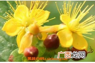 金丝梅的功效与作用 金丝梅的腌制方法