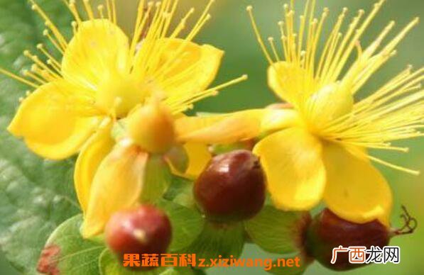金丝梅的功效与作用 金丝梅的腌制方法