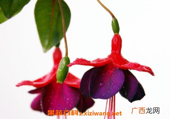 灯笼花的功效与作用 灯笼花泡水的功效