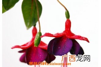 灯笼花的功效与作用 灯笼花泡水的功效