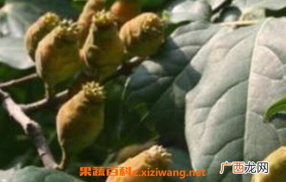 腊梅果可以种吗 腊梅种子的种植方法