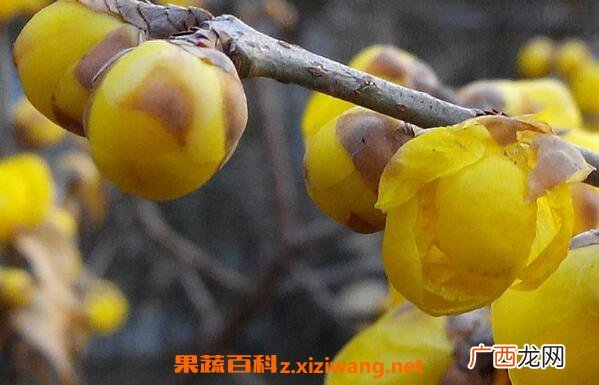腊梅花如何保存 腊梅花的保存方法和教程