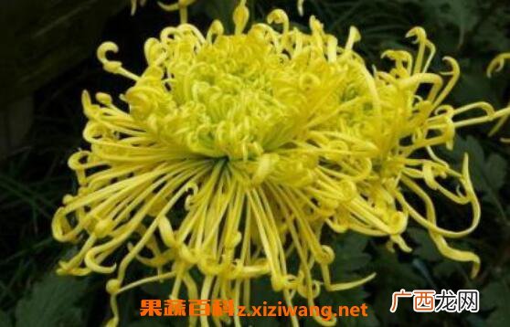 菊花的功效与作用 吃菊花的好处