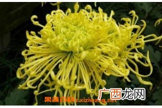 菊花的功效与作用 吃菊花的好处