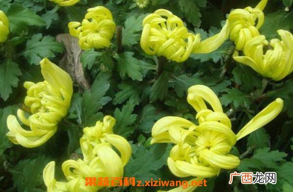 菊花的功效与作用 吃菊花的好处