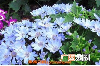 瓜叶菊怎么养 养殖瓜叶菊的注意事项