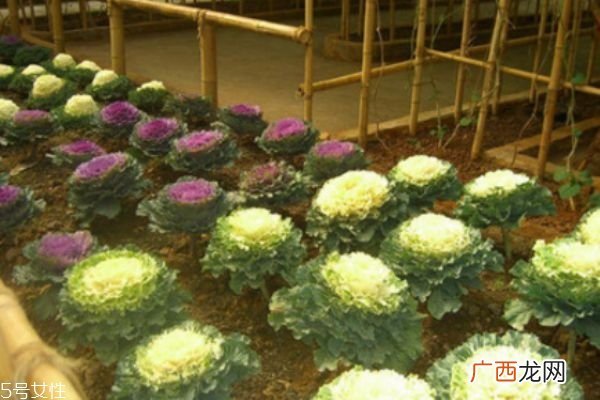 羽衣甘蓝7大功效整肠防动脉硬化