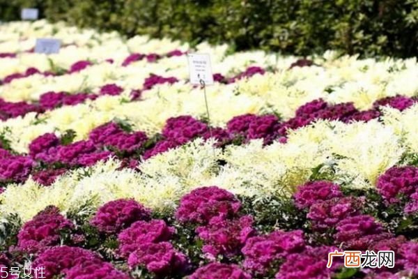 羽衣甘蓝7大功效整肠防动脉硬化