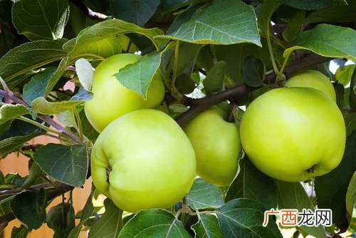 没熟的苹果能吃吗苹果汁的功效与作用