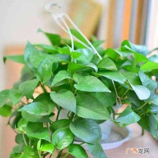 绿萝叶子发黄是什么原因造成的（绿萝叶子发黄