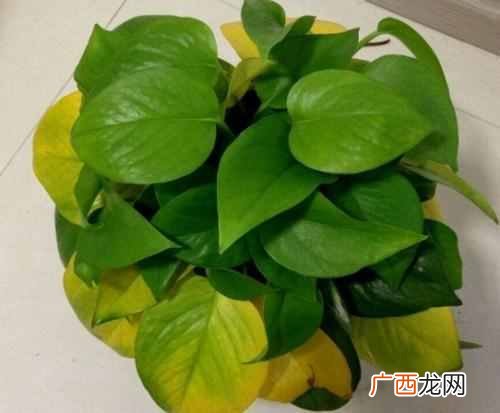 绿萝叶子发黄是什么原因造成的（绿萝叶子发黄