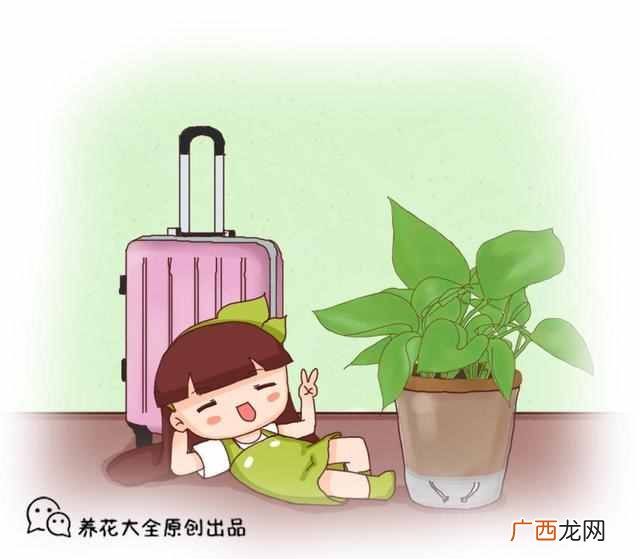 绿萝叶子发黄是什么原因造成的（绿萝叶子发黄