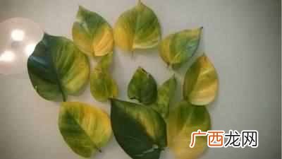 绿萝叶子发黄是什么原因造成的（绿萝叶子发黄