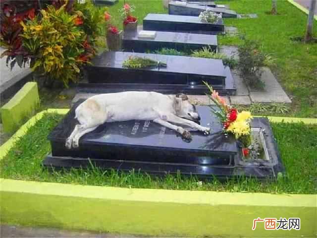 忠犬八公是什么狗（盘点那些最忠诚的狗狗排名