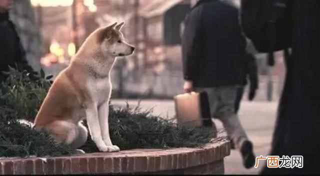 忠犬八公是什么狗（盘点那些最忠诚的狗狗排名