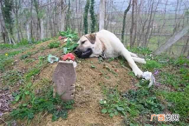 忠犬八公是什么狗（盘点那些最忠诚的狗狗排名