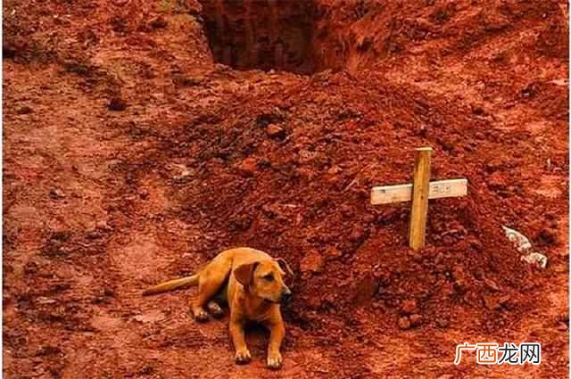 忠犬八公是什么狗（盘点那些最忠诚的狗狗排名