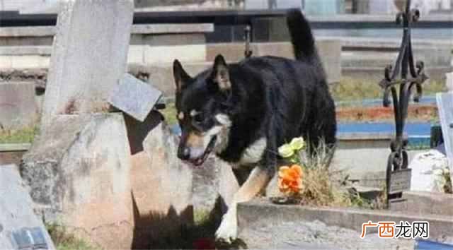忠犬八公是什么狗（盘点那些最忠诚的狗狗排名