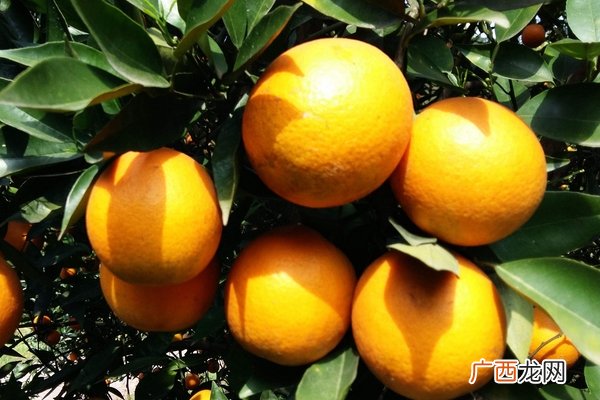 水果入菜吃柑橘类消疲劳抗氧化加倍