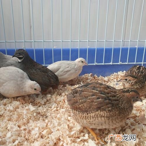 禾花雀养殖 桂花雀的养殖与销路