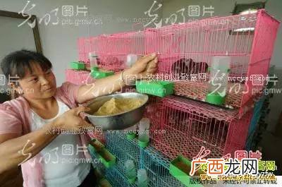 禾花雀养殖 桂花雀的养殖与销路