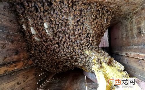 贵州养蜂基地 国内最大蜂蜜养殖场