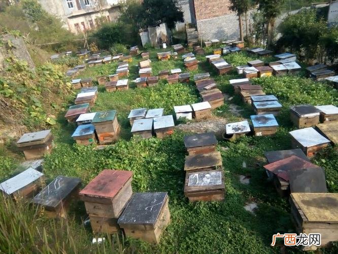 贵州养蜂基地 国内最大蜂蜜养殖场