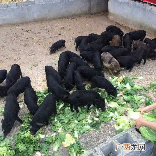 石家庄灵寿县香猪养殖场 海南香猪养殖
