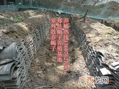 河南郏县冠宏养蝎 河南省郏县蝎子养殖场