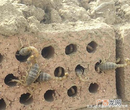 河南郏县冠宏养蝎 河南省郏县蝎子养殖场