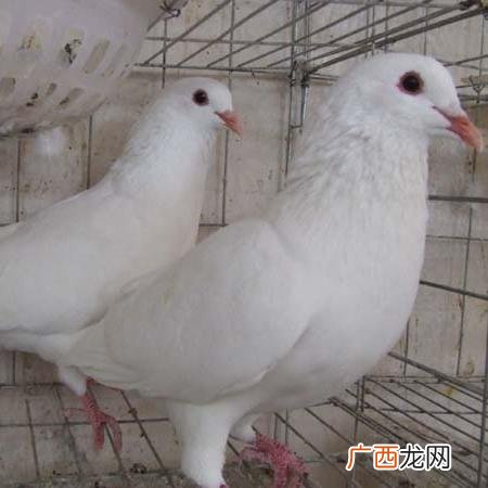 鸽子养殖合作社 黑龙江鸽子养殖