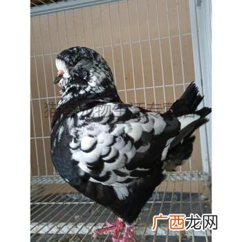 鸽子养殖合作社 黑龙江鸽子养殖