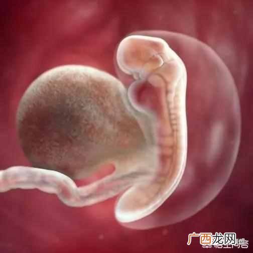 胎芽胎心是什么 胎芽是什么样子