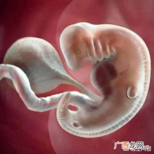胎芽胎心是什么 胎芽是什么样子