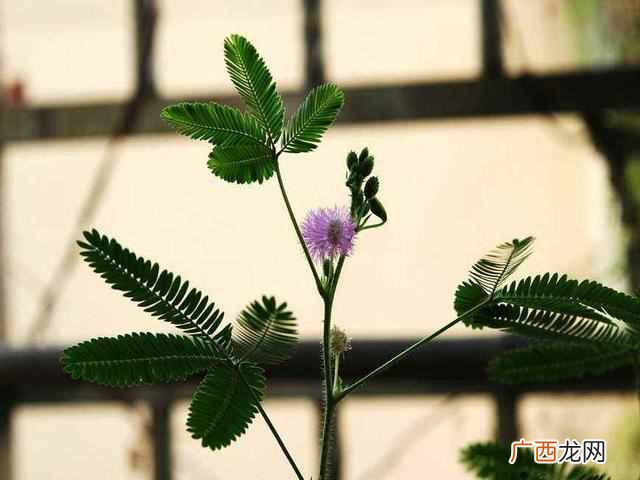 含羞草有哪些秘密 含羞草为什么会害羞