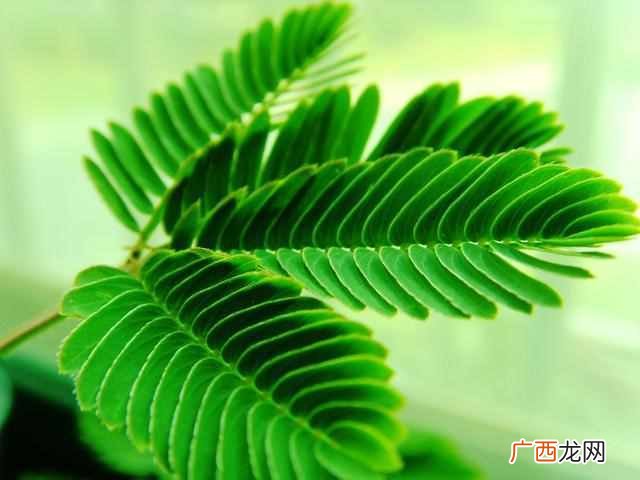 含羞草有哪些秘密 含羞草为什么会害羞