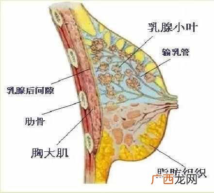 快速丰胸的好食物 吃什么可以丰胸