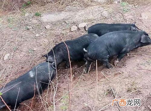 生态黑猪养殖经验与技术 黑猪该如何养殖