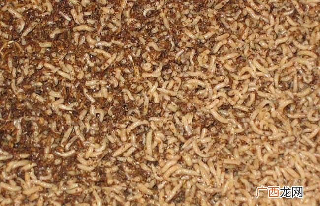 曹中敬黄粉虫养殖 蝗粉虫养殖