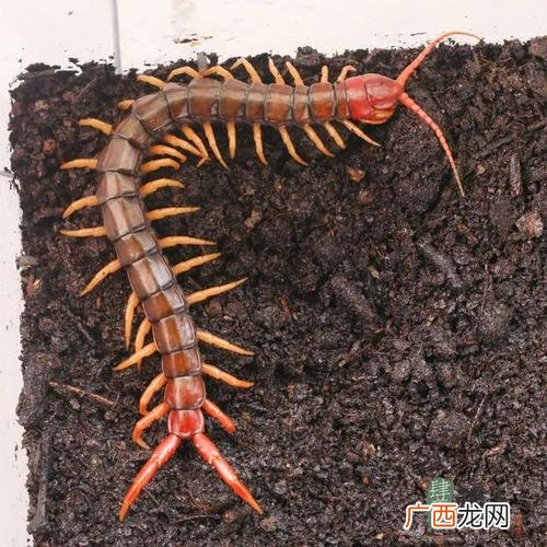 曹中敬黄粉虫养殖 蝗粉虫养殖