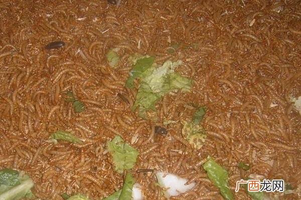 曹中敬黄粉虫养殖 蝗粉虫养殖