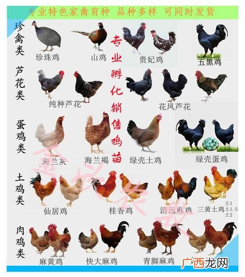 肉鸡养殖方法 鸡腿的养殖方法
