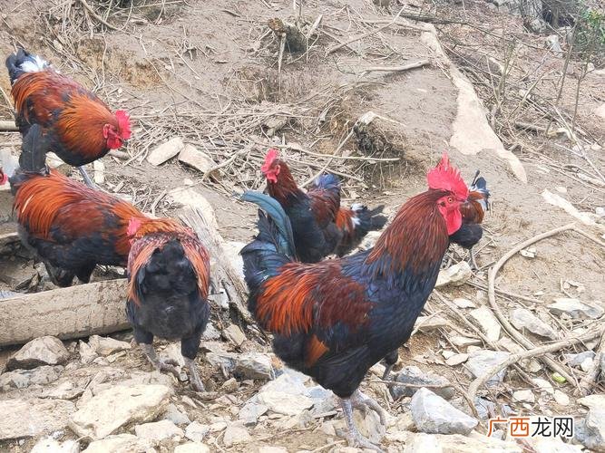 肉鸡养殖方法 鸡腿的养殖方法